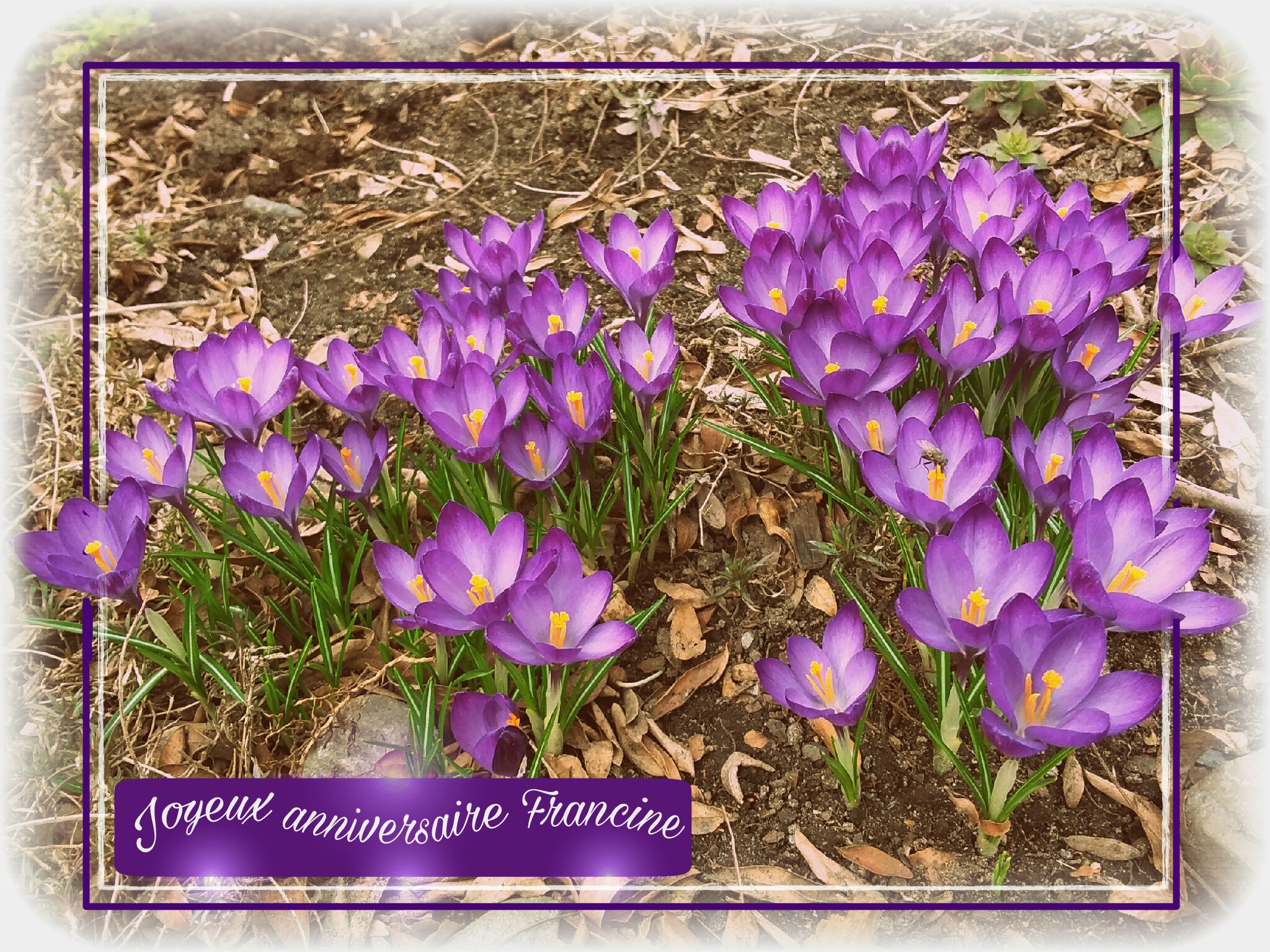 Serie Crocus Joyeux Image By Claire Belzile 9