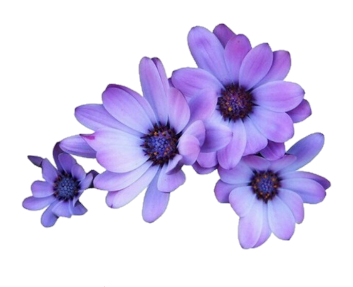 flowers purple tumblr overlays editingneeds foredit...