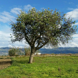 alhoceima morocco nature tree