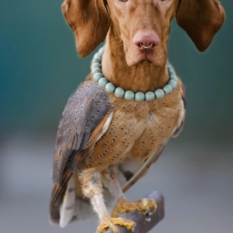 Animal Hybrid Edit Challenge by PicsArt on Picsart Animal Hybrid Edit Challenge by PicsArt on Picsart