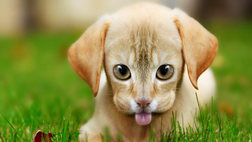 Animal Hybrid Edit Challenge by PicsArt on Picsart Animal Hybrid Edit Challenge by PicsArt on Picsart