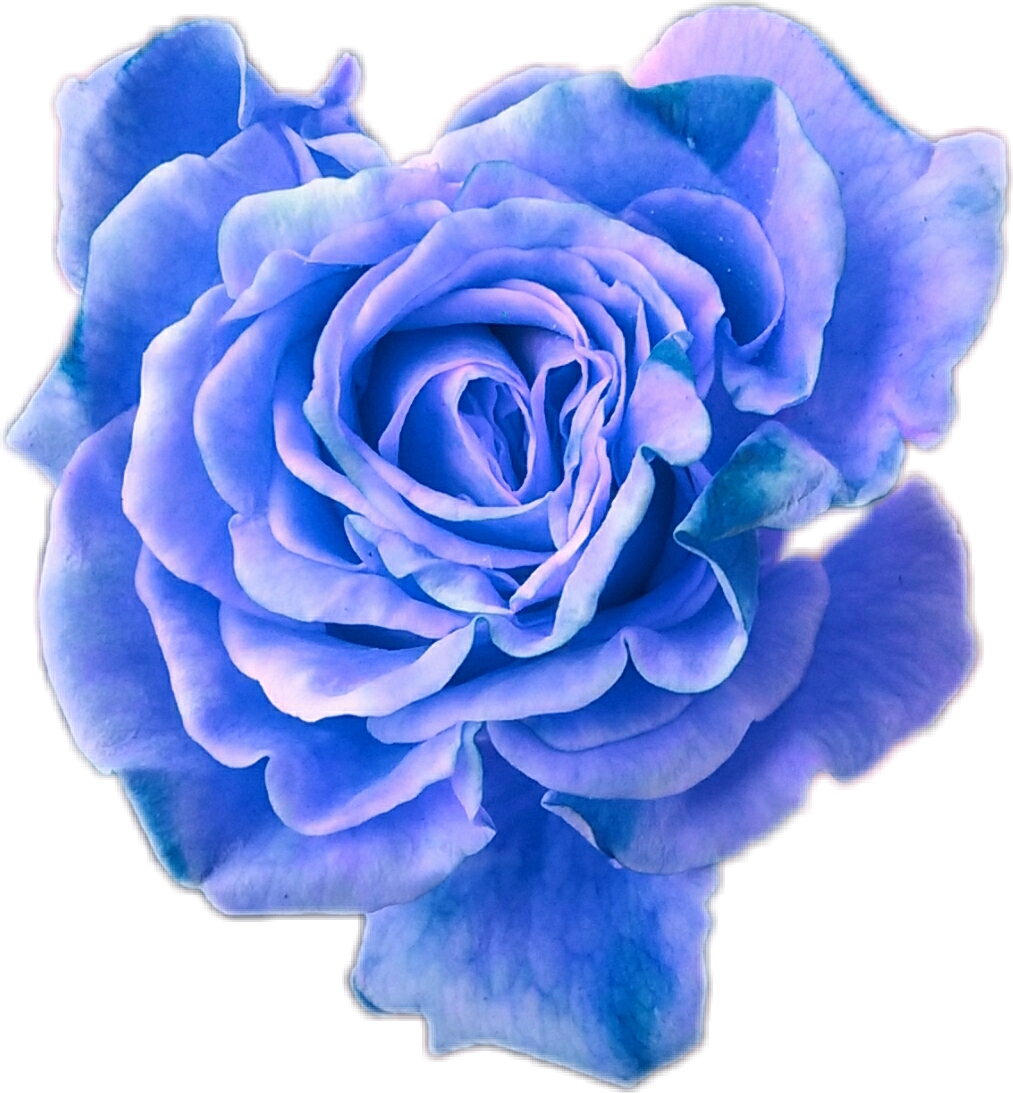blue blueflower flower sticker by @life_nocturnally