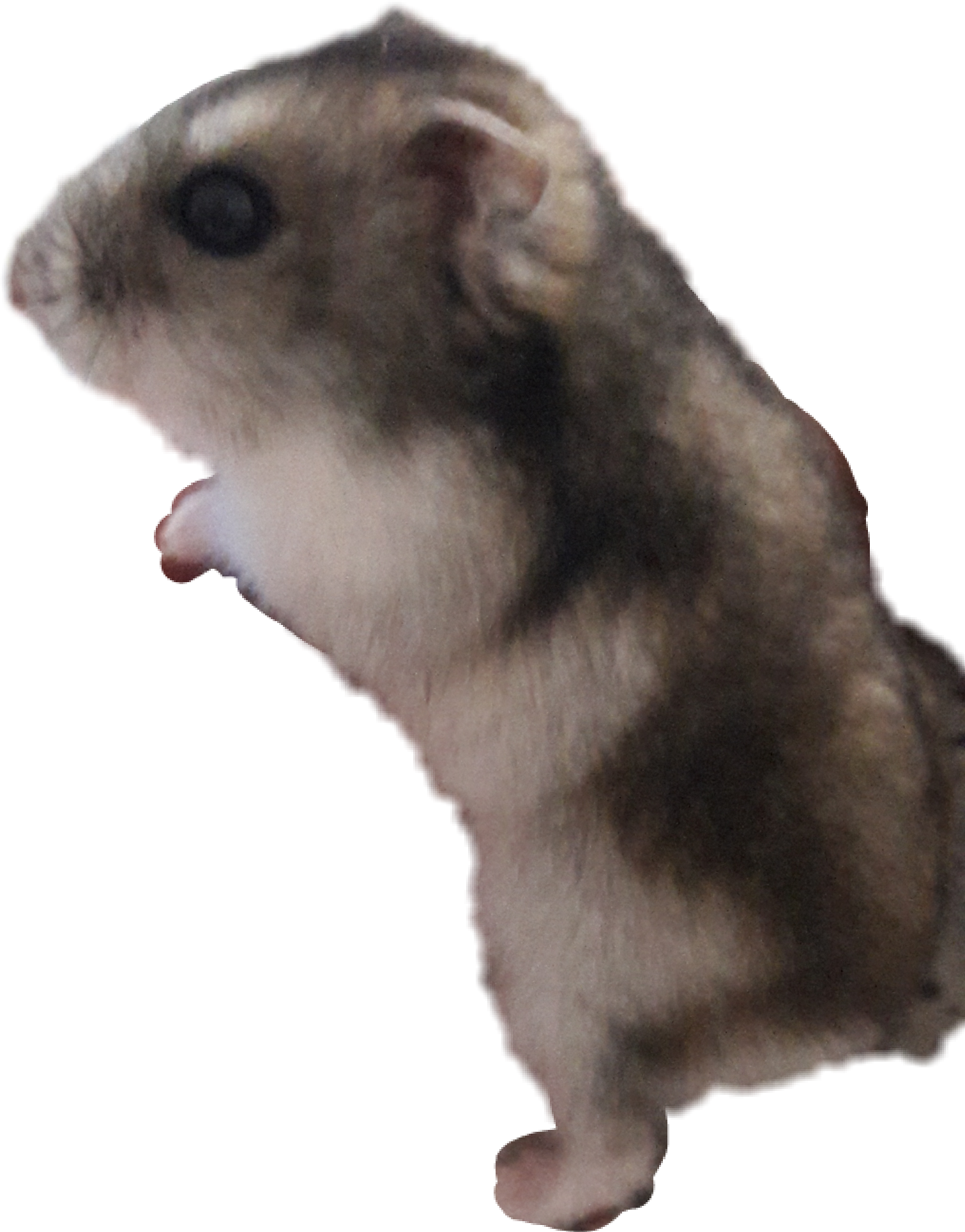 animaux hamster cute freetoedit sticker by @marie367397