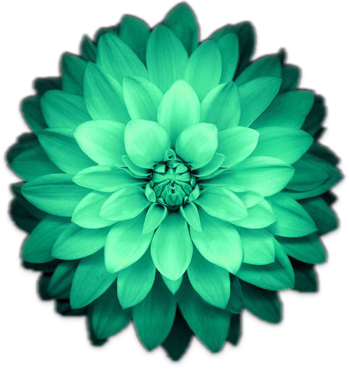 flower freetoedit #flower sticker by @florianeleger