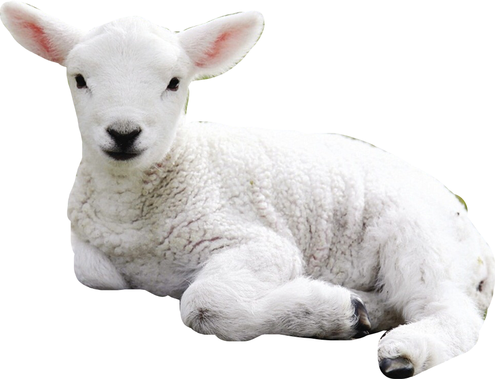 Sheep Png Picture Png Arts My Xxx Hot Girl 